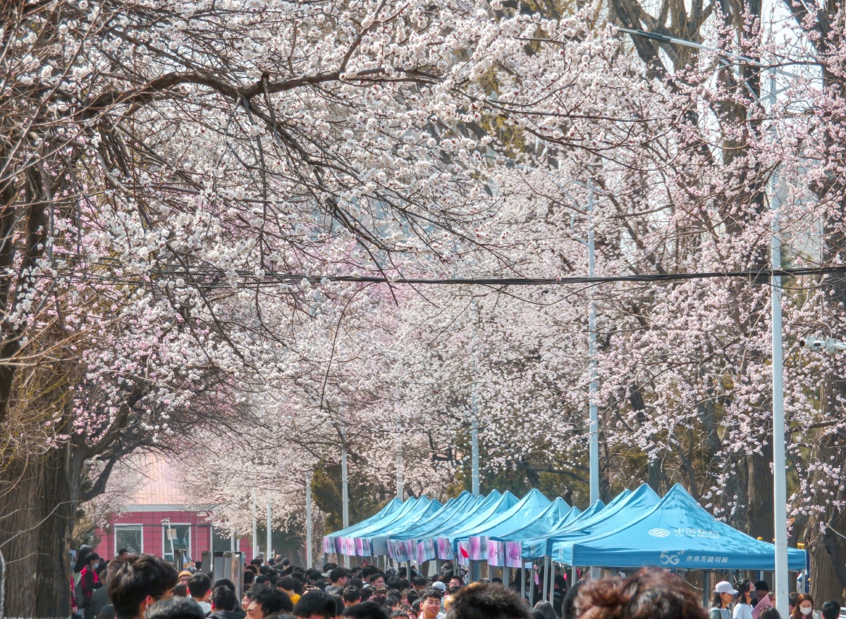 吉大杏花落数空不与梨花海棠同梦