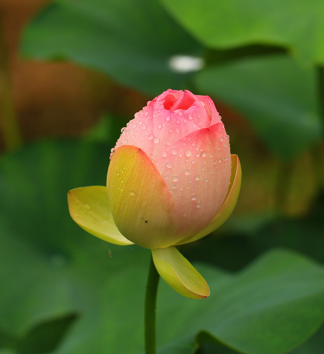 最美夏雨荷翠绿的荷叶丛中亭亭玉立的荷花像一个个披着轻沙在湖上沐浴