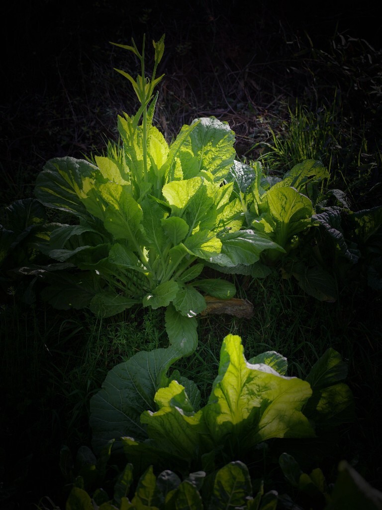 每当温暖的太阳升起，一颗颗嫩绿、俊俏的白菜就舒展开嫩绿的叶片，贪婪地吮吸着春天的阳光，在鸟语花香的春天里尽情地欢笑。