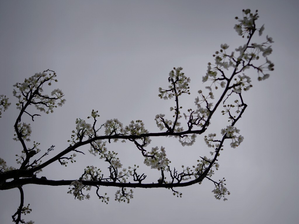 玉容寂寞泪阑干，梨花一枝春带雨。____白居易《长恨歌》