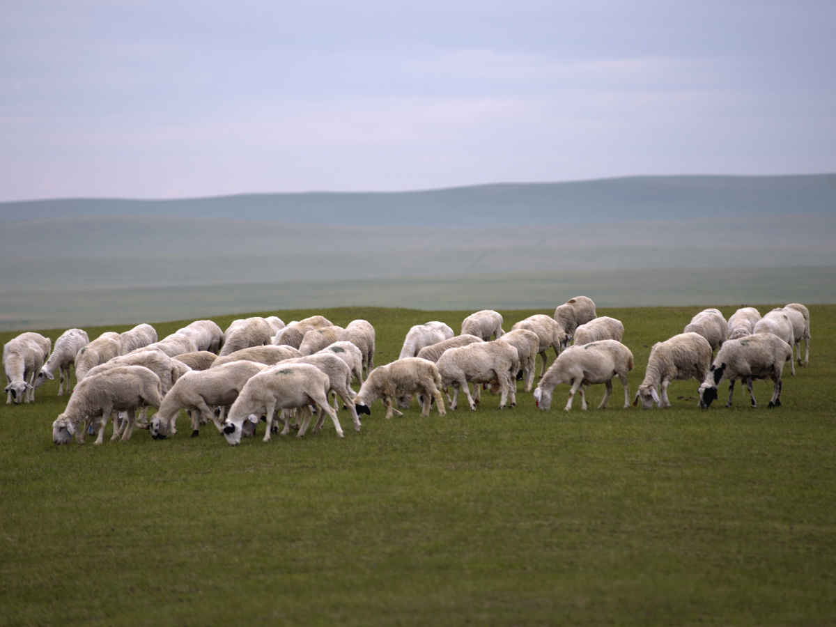 黑头山上的牛和羊