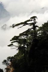 雾凇