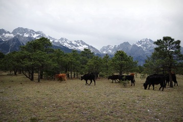 TXSJ5114