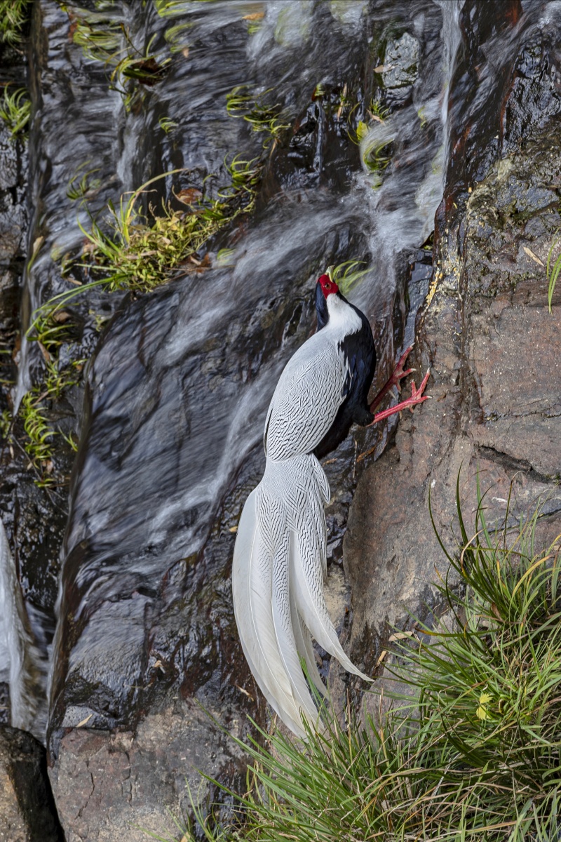 今看看俺日前拍到的国家二级保护动物白鹇