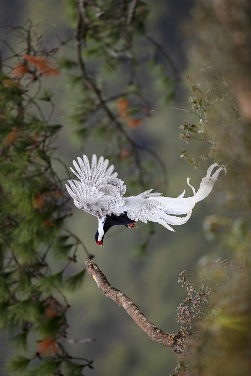 今看看俺日前拍到的国家二级保护动物白鹇