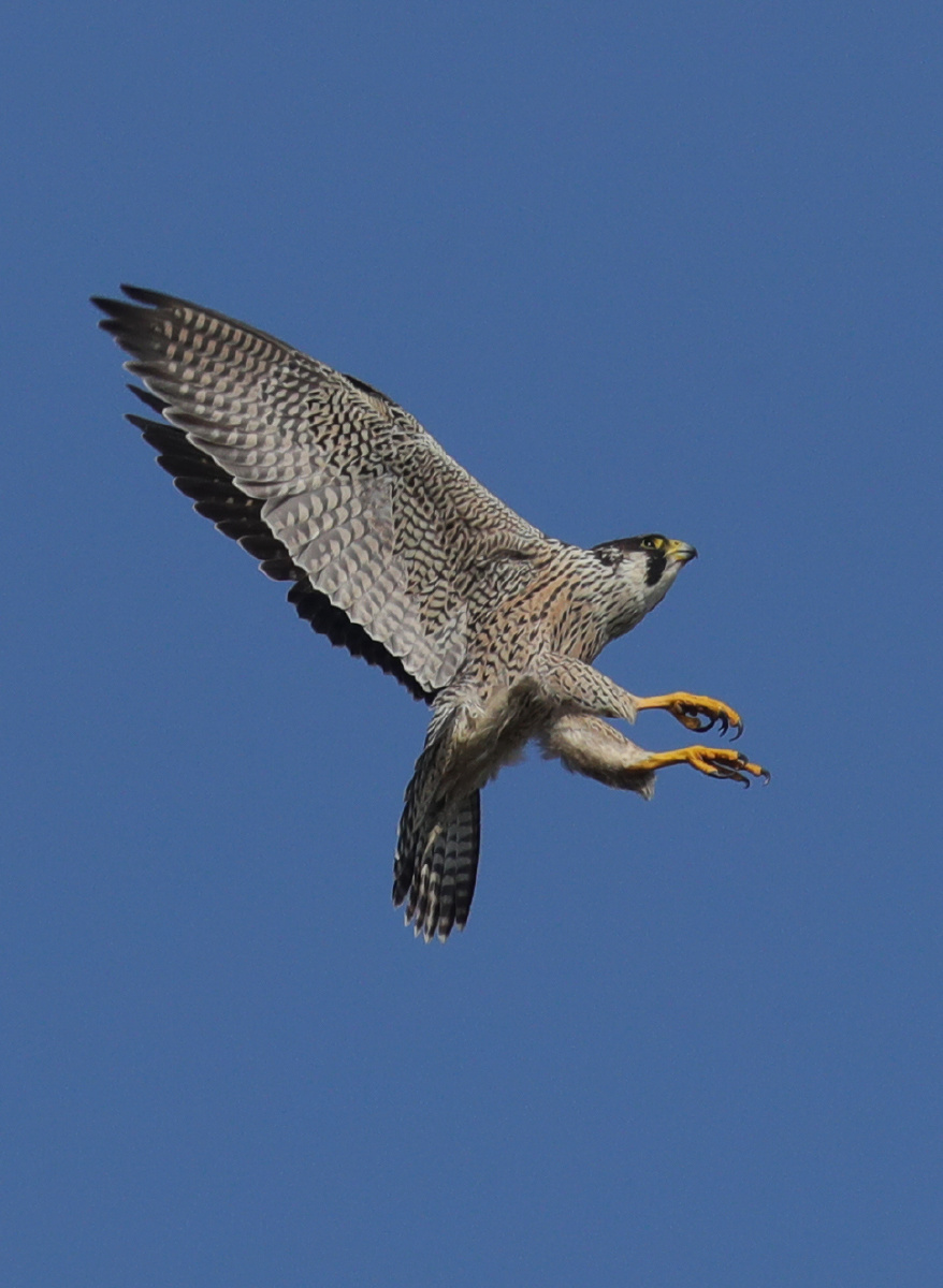 国家二级保护动物游隼