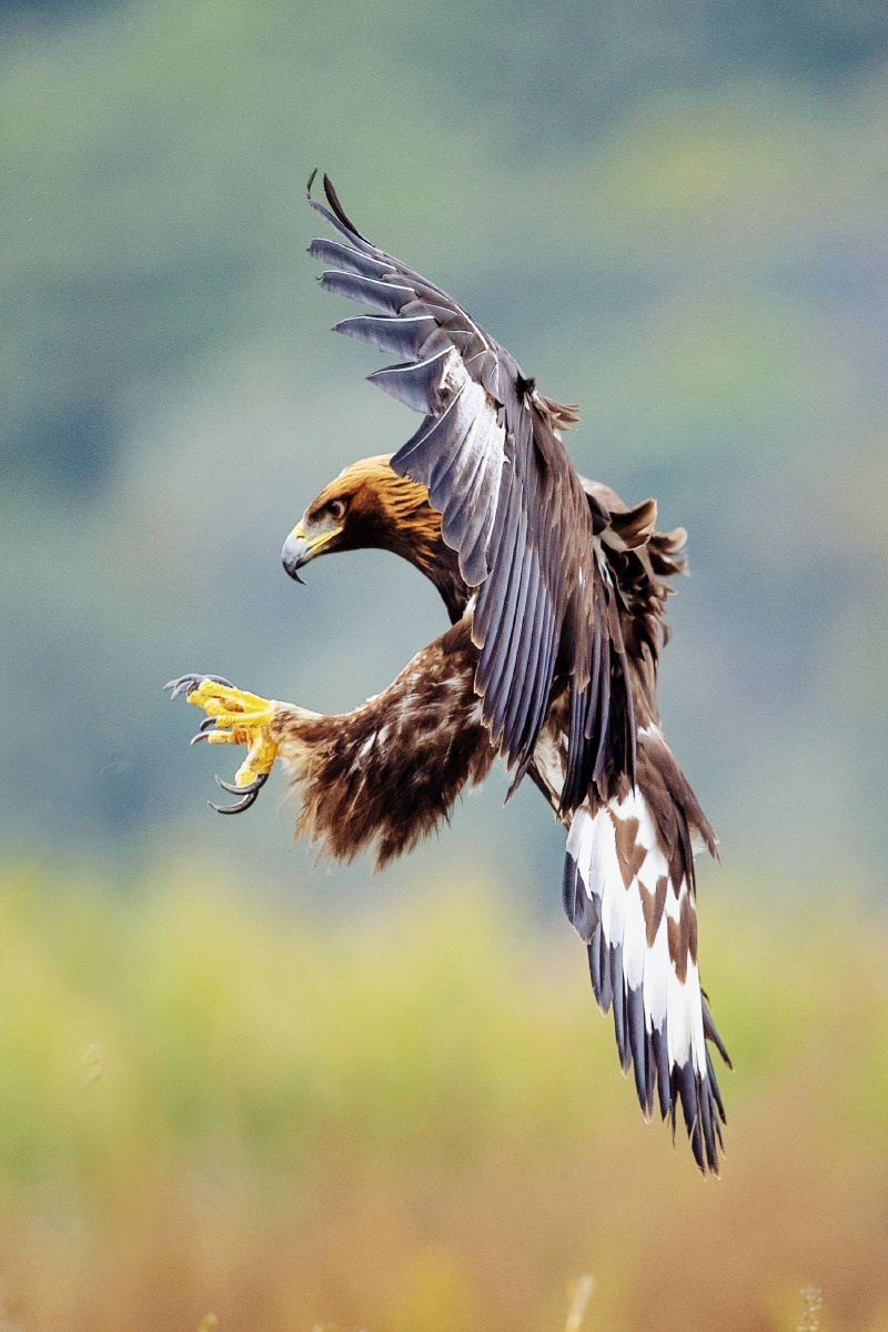 《鹰爪功》 - 鸿雁彪哥 - 图虫