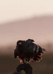 3287450