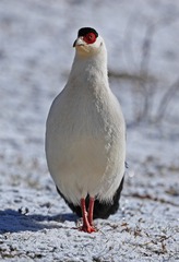 1149036