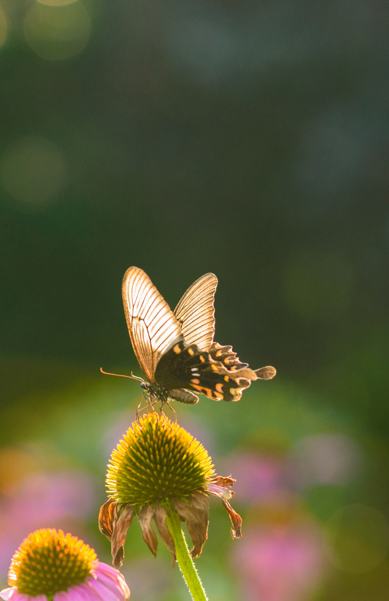 黄昏阳光照射下蝴蝶