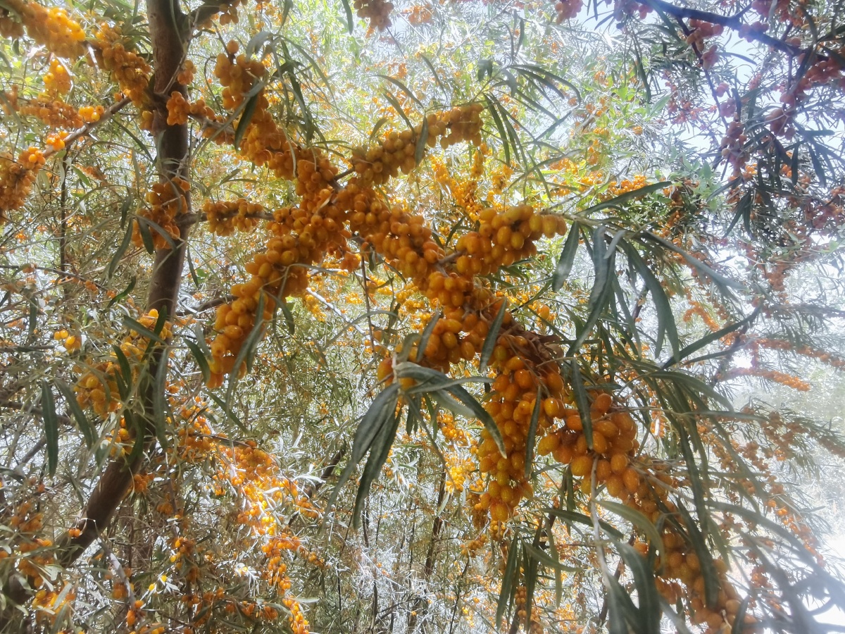 沙棘沙枣戈壁滩的果实