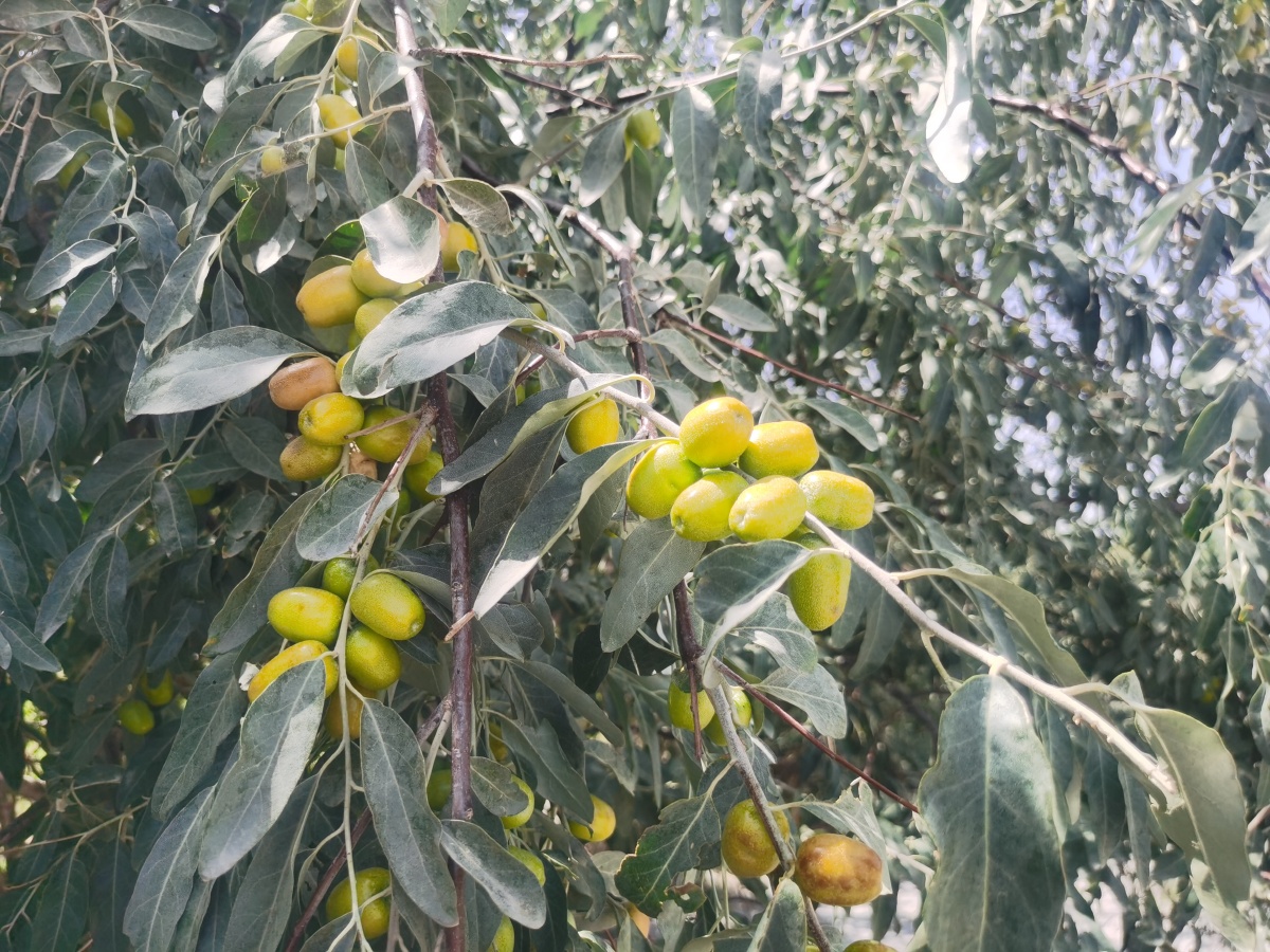 沙棘沙枣戈壁滩的果实