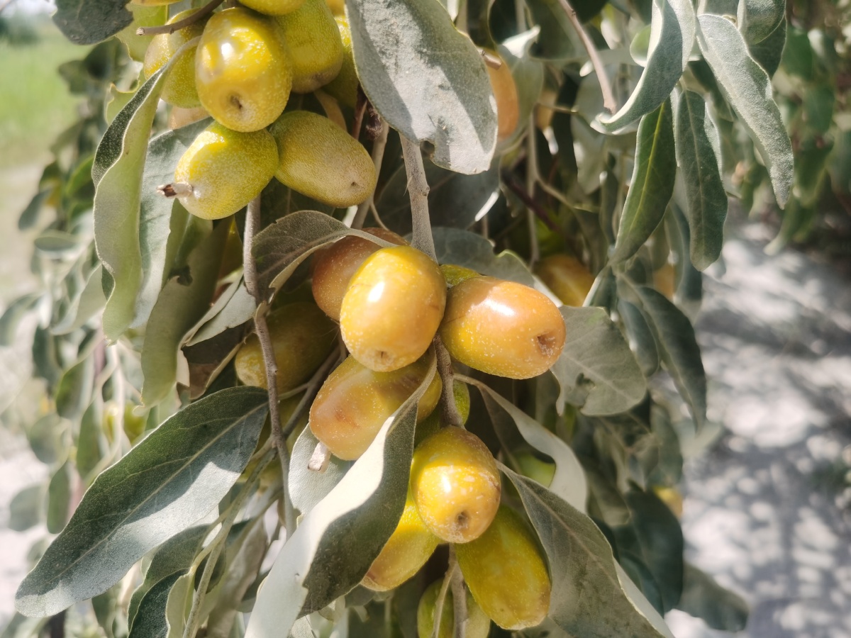 沙棘沙枣戈壁滩的果实