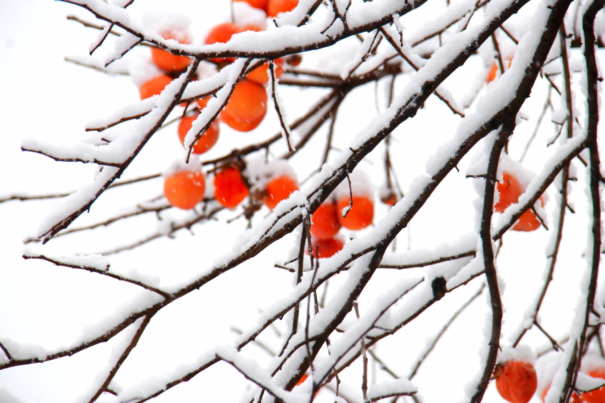 瑞雪兆丰年柿事如意