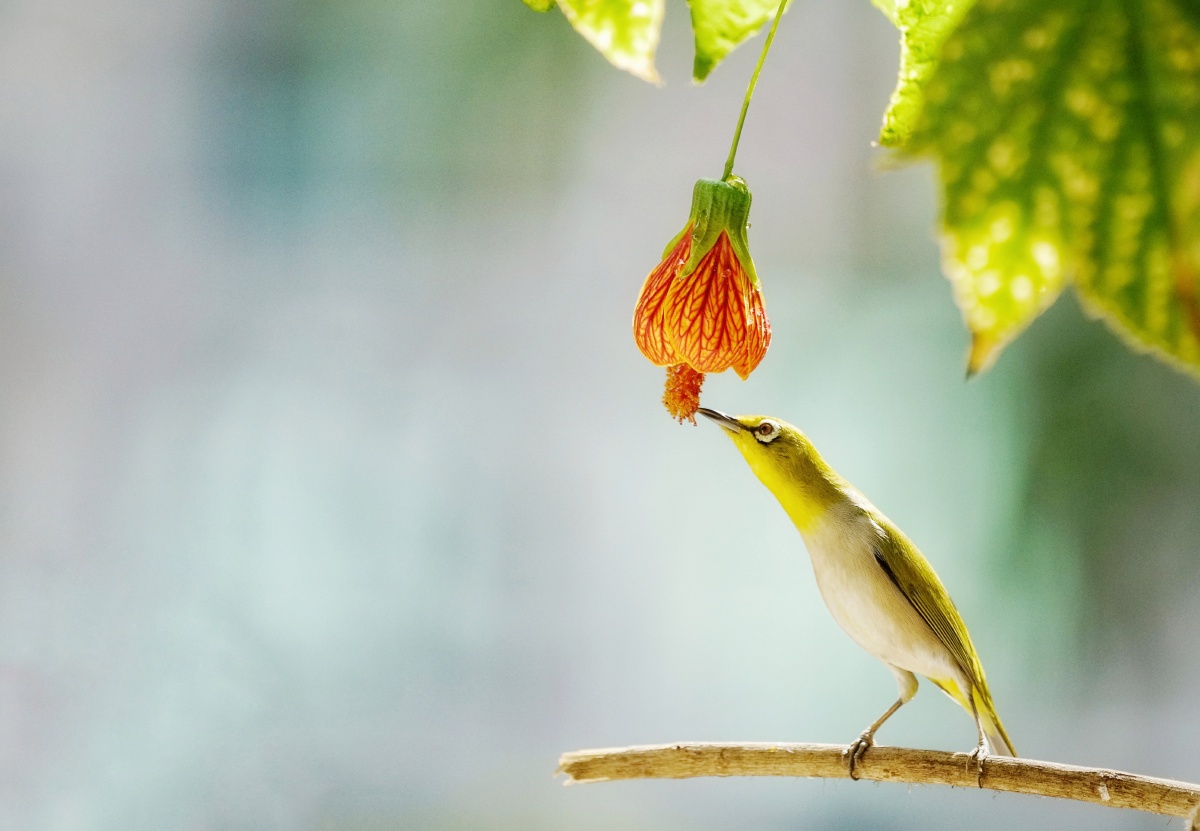 贪食金玲花蜜的绣眼鸟