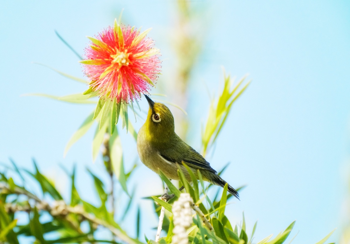 小精灵---早晨勤劳的绣眼鸟
