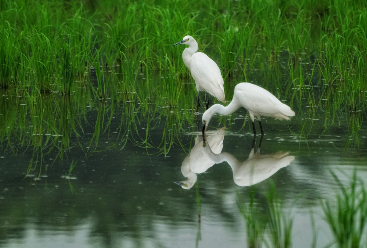 成双对的白鹭