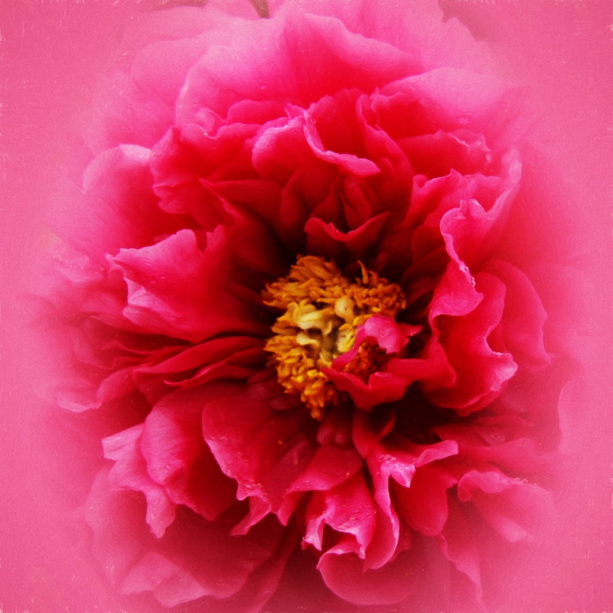 红色牡丹花特写