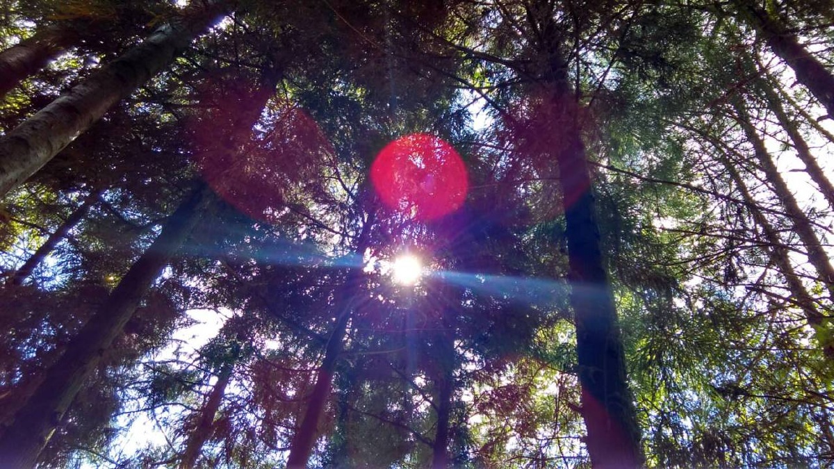 穿过密林里的一缕阳光