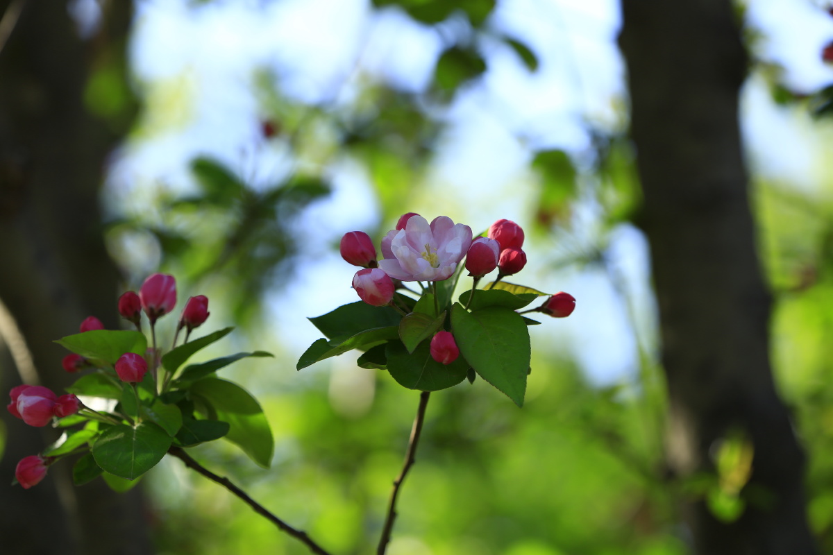 春天的花