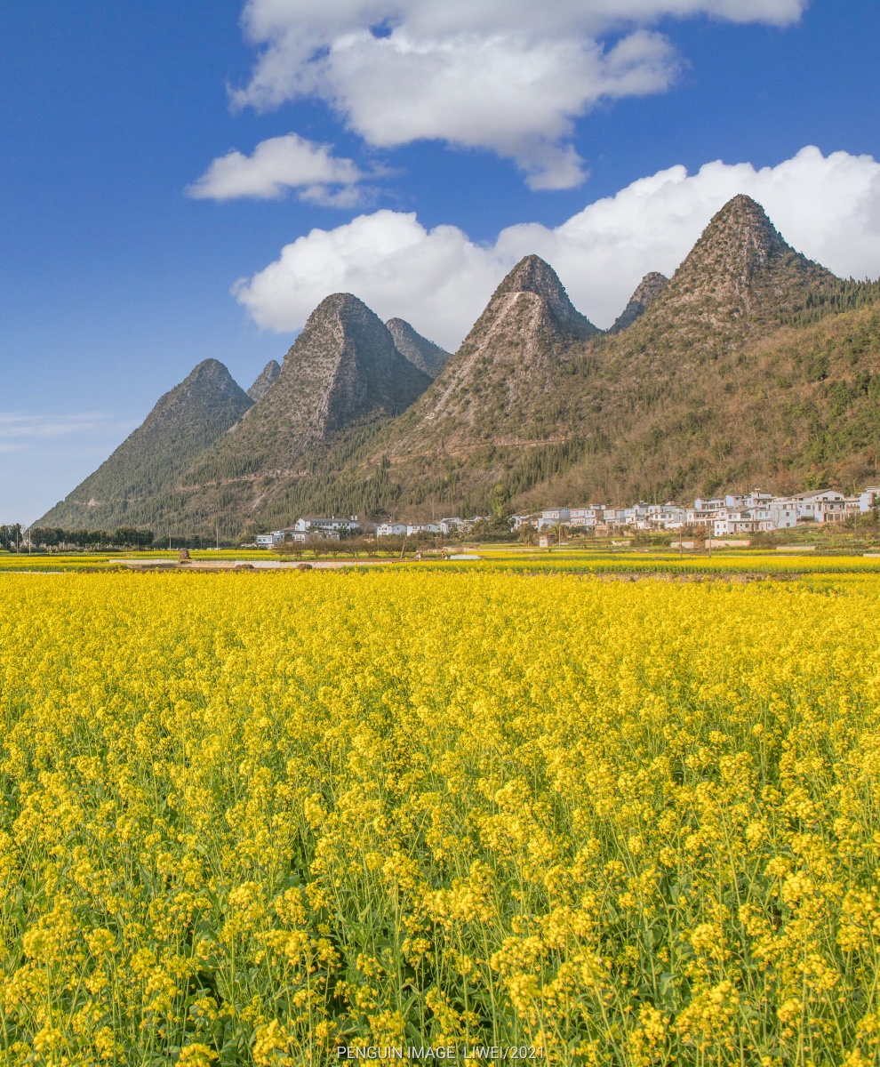 油菜花田拍摄地万峰林风景区
