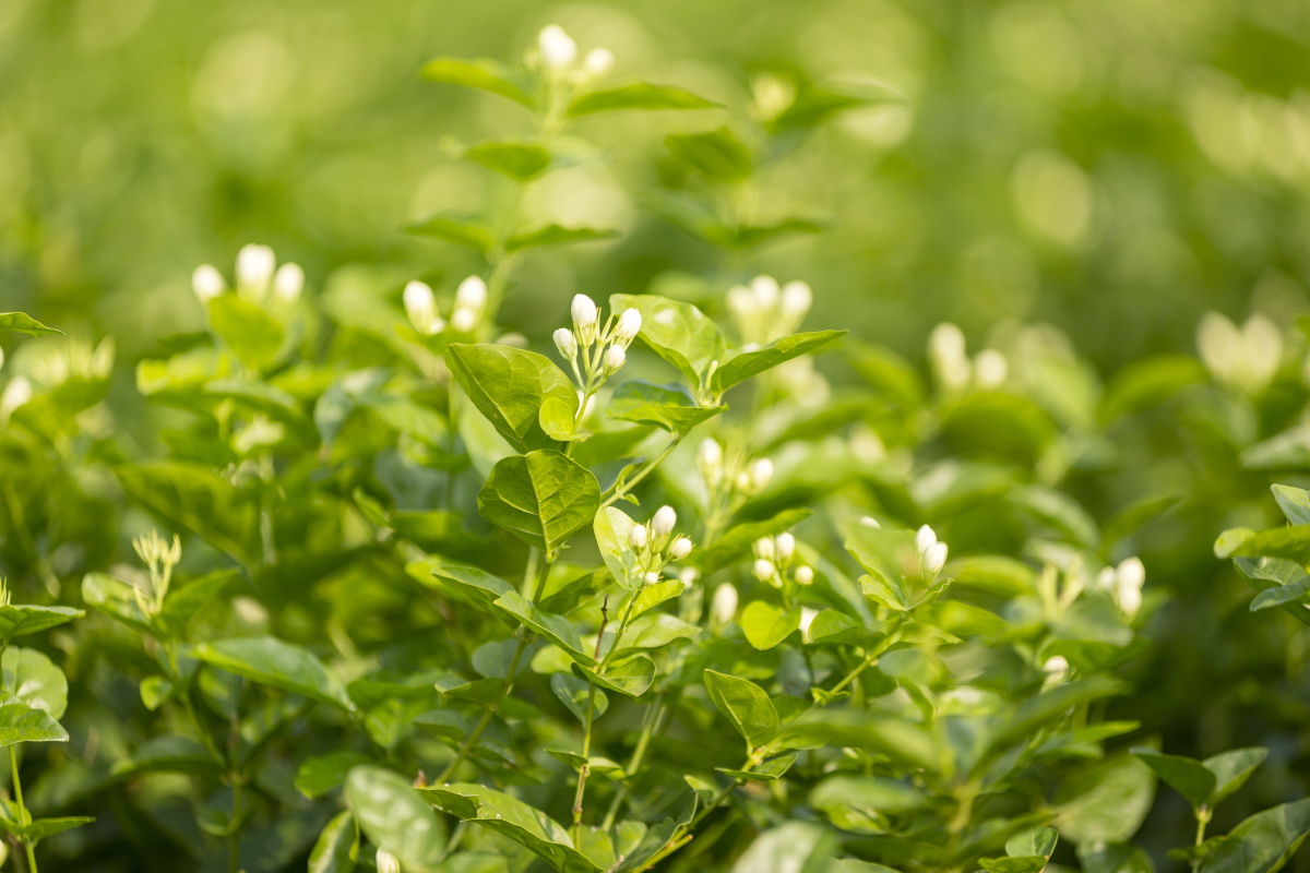 摄于中国茉莉花之乡—广西横县