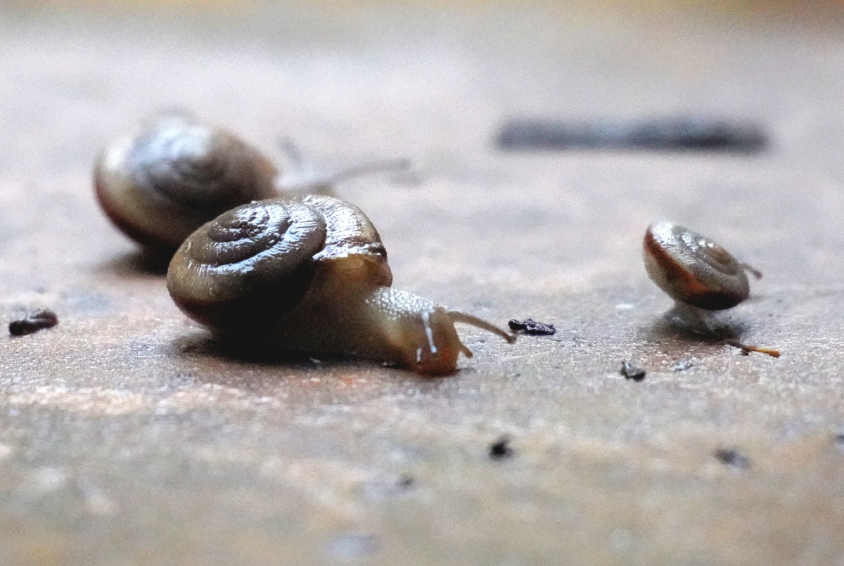 雨后活跃的i蜗牛