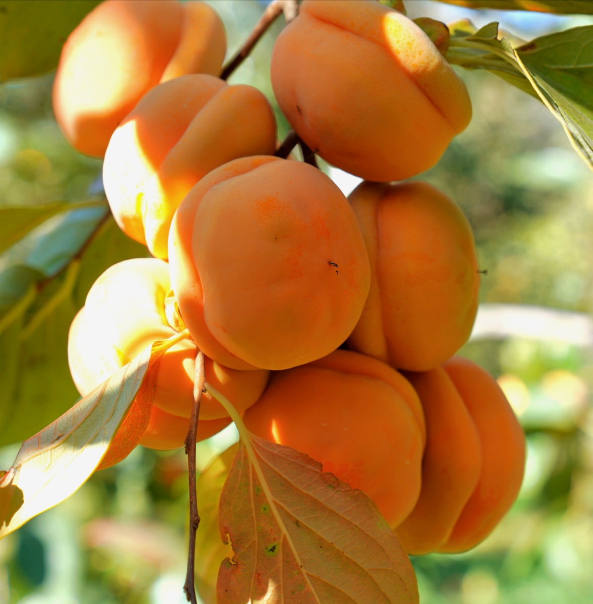 柿柿如意 - 耶律完颜 - 图虫