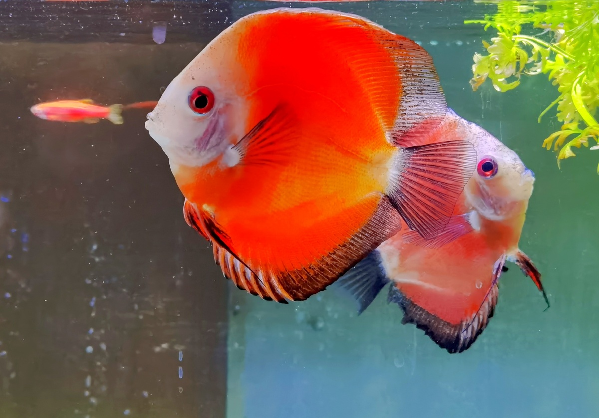 文静且游姿优美的神仙鱼近距离观赏美的享受