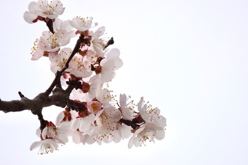 A916A611-43E2-4D95-BBB1-F18F29C66568/L0/001