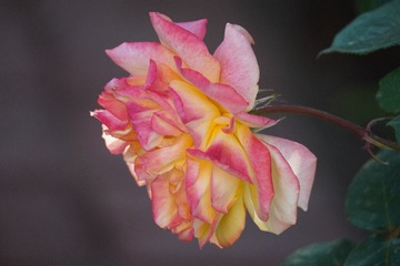 5FB79D68-7FA9-4569-8404-A5FA596D4D02/L0/001