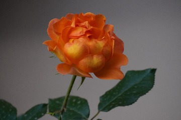 F05F7D99-BC1B-4DAE-AEE9-94C85830731A/L0/001