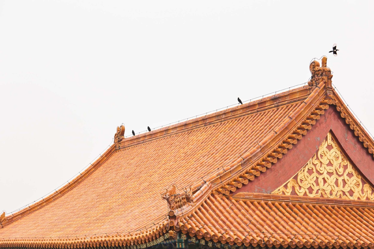 故宫的鸟
