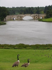 Bridge@Blenheim Palace