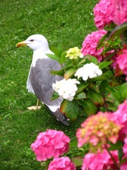 Bird & Flower