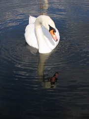 Swan@Lake