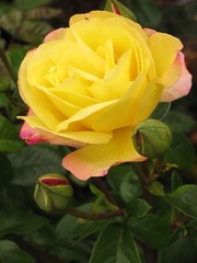 Rose@Blenheim Palace