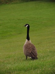 Bird@Blenheim Palace