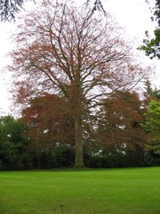 Red Tree@Blenheim Palace