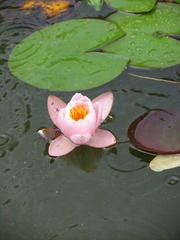 Flower@Park