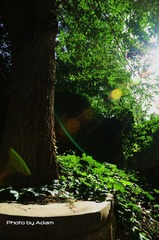 Tree@PKU
