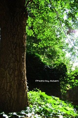 Tree@PKU