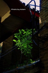 Little Tree@PKU