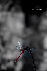 Dragonfly@San Po
