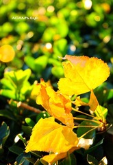Leaves@PKU
