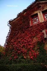 Leaves@PKU