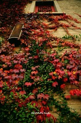 Green & Red