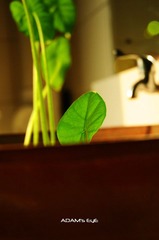 Leaf@PKU