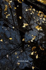 Leaves & Branch