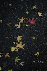 Leaves@PKU